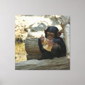 Chimpansee_2015_0101 Canvas Afdruk (Voorkant)