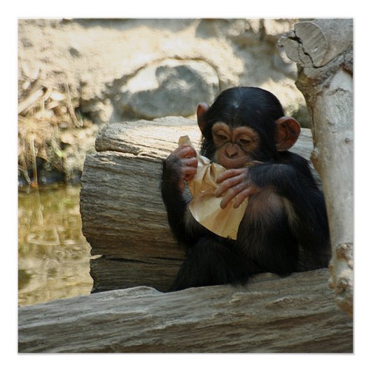 Chimpansee_2015_0101 Perfect Poster (Voorkant)