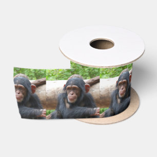 Chimpansee_2015_0504 Satijnen Lint