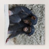 Chimpansee 2020-03-01 legpuzzel (Horizontaal)
