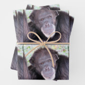 Chimpansee All Occasion Inpakpapier Vel (In situ)