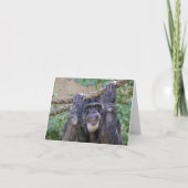 Chimpansee Birthday Humor Kaart (Voorkant)