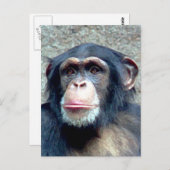 Chimpansee Briefkaart (Voorkant / Achterkant)