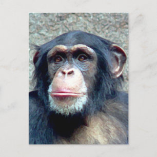 Chimpansee Briefkaart