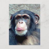 Chimpansee Briefkaart (Voorkant)