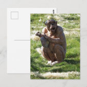 CHIMPANSEE BRIEFKAART (Voorkant / Achterkant)