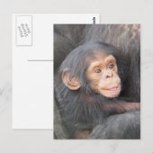 Chimpansee Briefkaart (Voorkant / Achterkant)