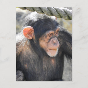 Chimpansee Briefkaart