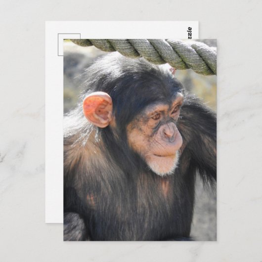 Chimpansee Briefkaart (Voorkant / Achterkant)