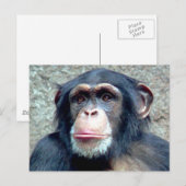 Chimpansee Briefkaart (Voorkant / Achterkant)