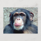 Chimpansee Briefkaart (Voorkant)