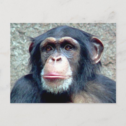 Chimpansee Briefkaart (Voorkant)