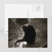 Chimpansee - Briefkaart (Voorkant / Achterkant)