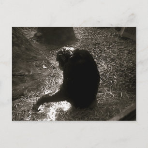 Chimpansee - Briefkaart