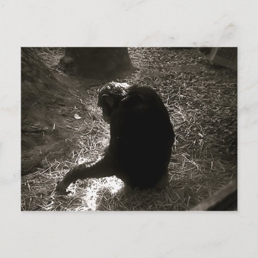 Chimpansee - Briefkaart (Voorkant)