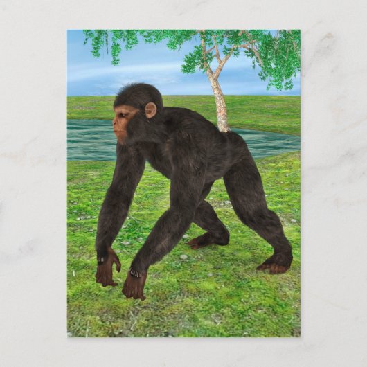 Chimpansee Briefkaart (Voorkant)