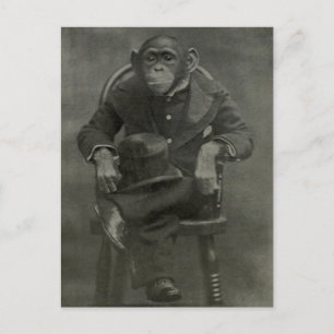 "Chimpansee Dandy" Briefkaart
