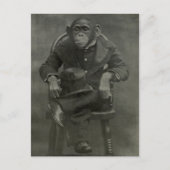 "Chimpansee Dandy" Briefkaart (Voorkant)