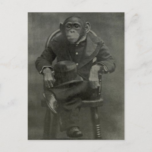 "Chimpansee Dandy" Briefkaart (Voorkant)