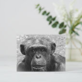 Chimpansee Face, Great Character, Black and White Briefkaart (Staand voorkant)
