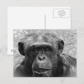 Chimpansee Face, Great Character, Black and White Briefkaart (Voorkant / Achterkant)