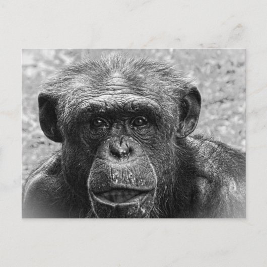 Chimpansee Face, Great Character, Black and White Briefkaart (Voorkant)