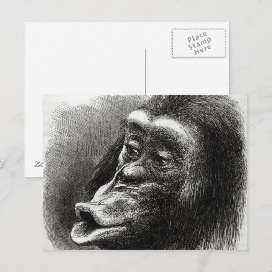 Chimpansee Gedisformeerd en Sulky Briefkaart (Voorkant / Achterkant)