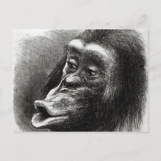 Chimpansee Gedisformeerd en Sulky Briefkaart (Voorkant)