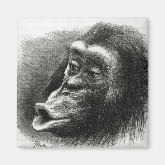 Chimpansee Gedisformeerd en Sulky Magneet (Voorkant)