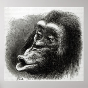 Chimpansee Gedisformeerd en Sulky Poster