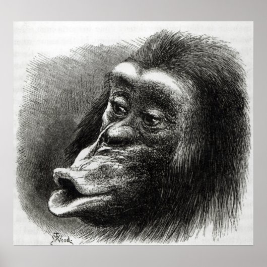 Chimpansee Gedisformeerd en Sulky Poster (Voorkant)