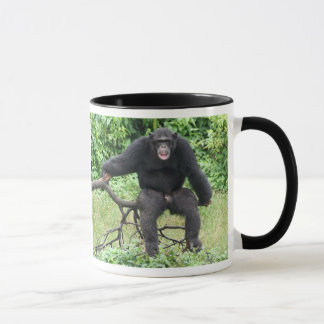 Chimpansee in Afrika Mok