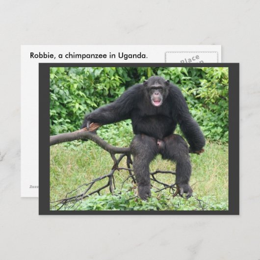 Chimpansee in Oeganda Briefkaart (Voorkant / Achterkant)