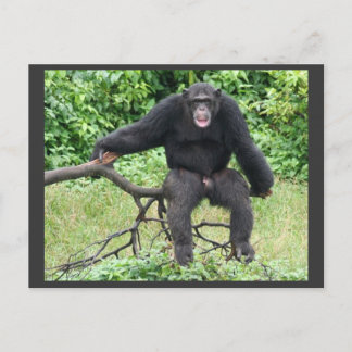 Chimpansee in Oeganda Briefkaart