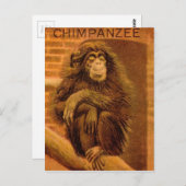 Chimpansee  Magic Lantern Slide 1890's Briefkaart (Voorkant / Achterkant)