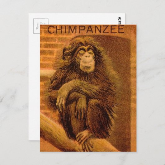 Chimpansee  Magic Lantern Slide 1890's Briefkaart (Voorkant / Achterkant)