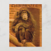 Chimpansee  Magic Lantern Slide 1890's Briefkaart (Voorkant)