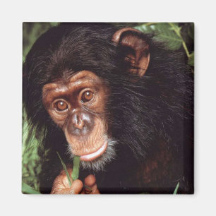 Chimpansee Magneet