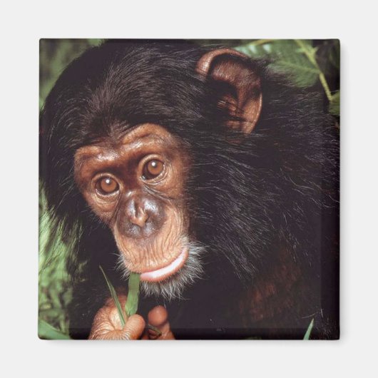 Chimpansee Magneet (Voorkant)