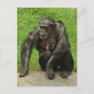 Chimpansee met baby - Briefkaart