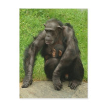 Chimpansee met baby - Briefkaart