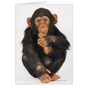 Chimpansee (Pan troglodytes)