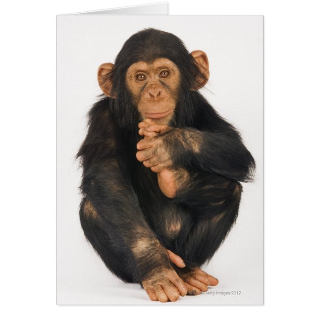 Chimpansee (Pan troglodytes) (Voorkant)