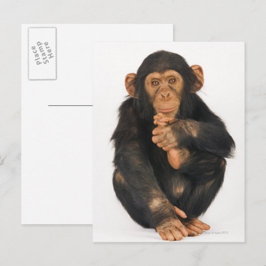 Chimpansee (Pan troglodytes) Briefkaart (Voorkant / Achterkant)