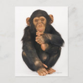 Chimpansee (Pan troglodytes) Briefkaart (Voorkant)