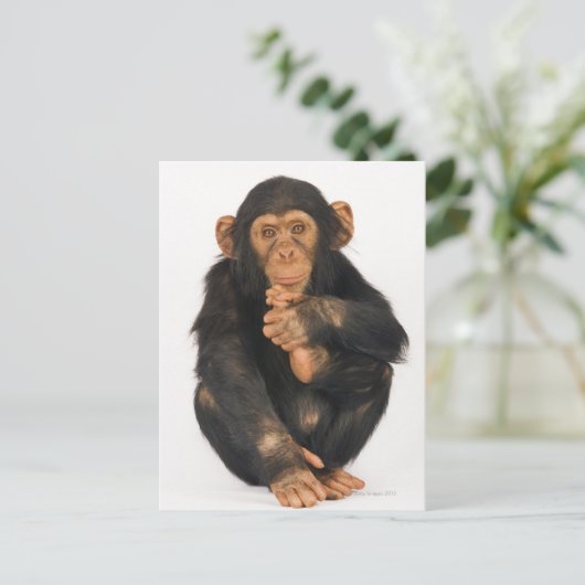 Chimpansee (Pan troglodytes) Briefkaart (Staand voorkant)