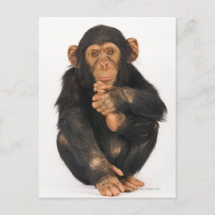 Chimpansee (Pan troglodytes) Briefkaart
