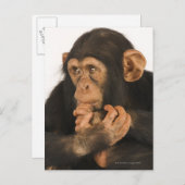 Chimpansee (Pan troglodytes). Jonge speelbal 2 Briefkaart (Voorkant / Achterkant)