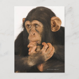 Chimpansee (Pan troglodytes). Jonge speelbal 2 Briefkaart