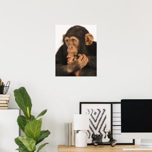 Chimpansee (Pan troglodytes). Jonge speelbal 2 Poster (Thuiskantoor)